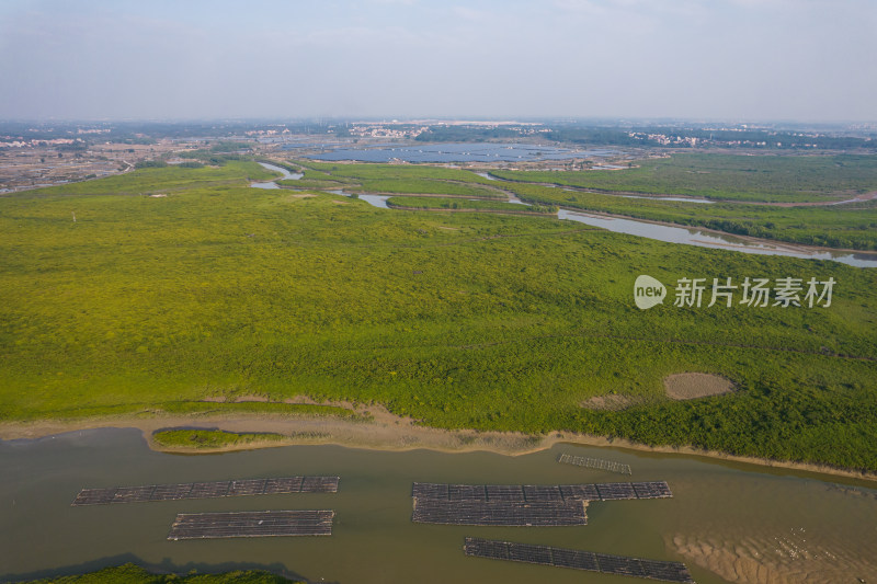 湛江高桥红树林保护区