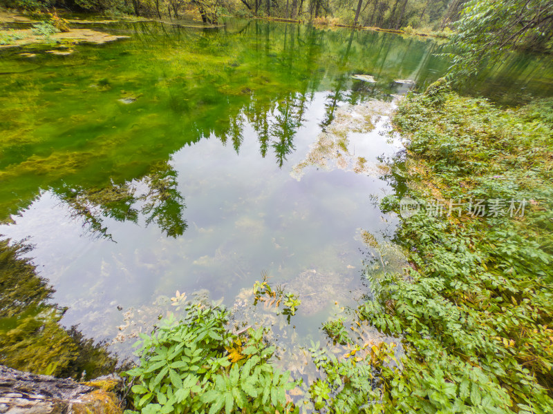 静谧的森林与湖景