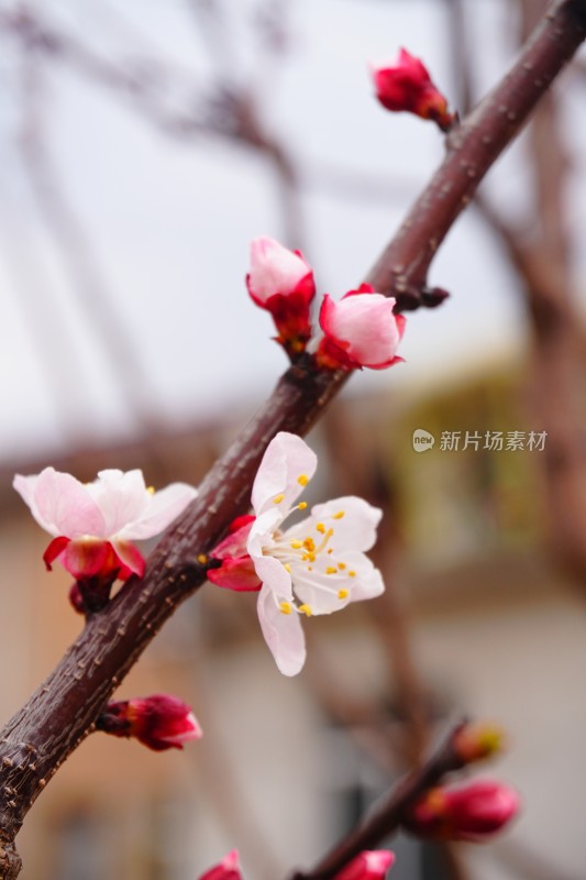 盛开的白色梅花特写背景