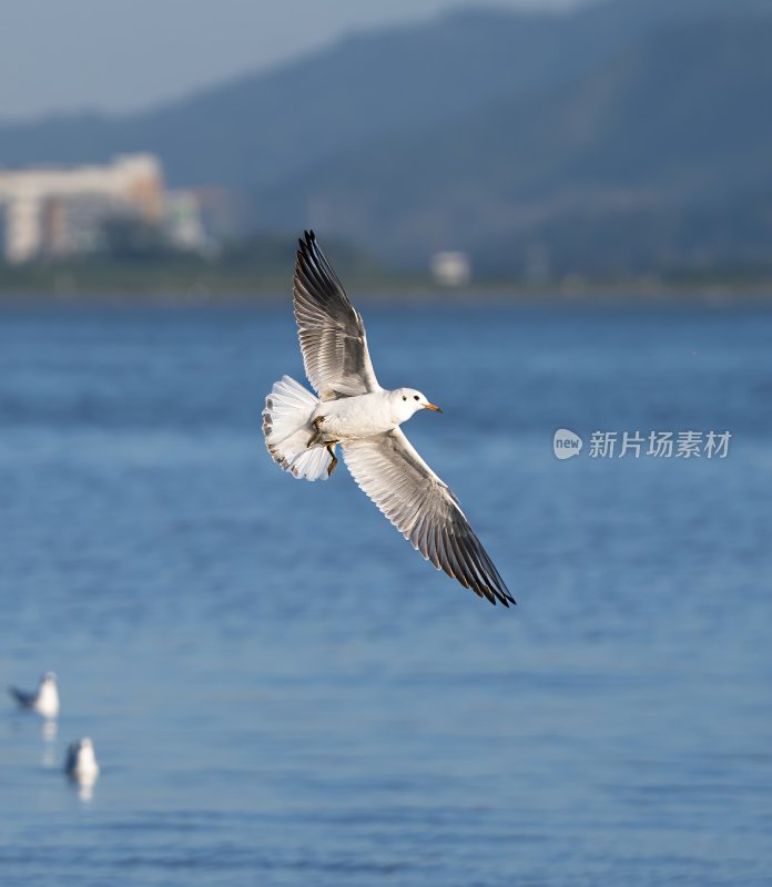 深圳湾海鸥在海面上方飞翔