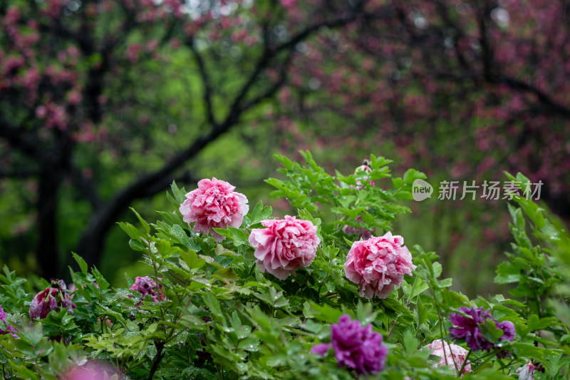 雨中牡丹花