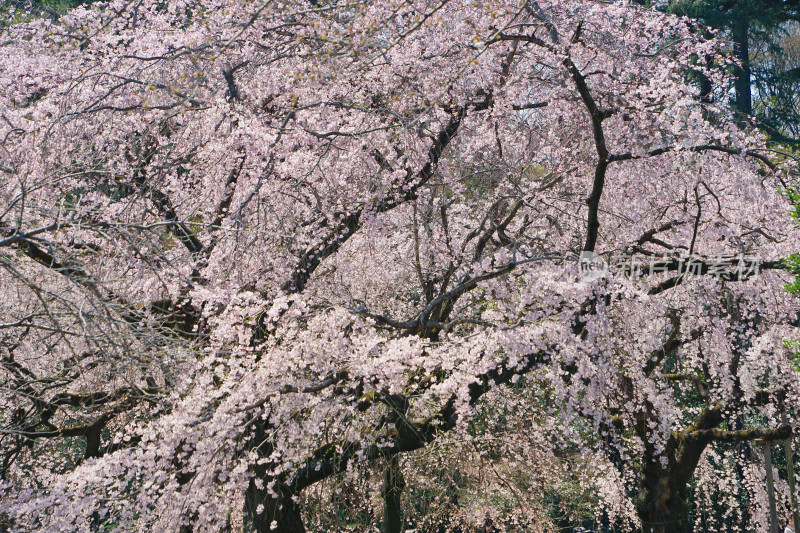 日本东京，新宿御院，樱花/垂枝樱