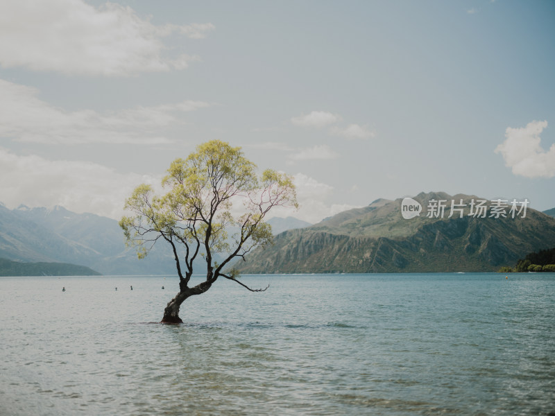 Wanaka孤独的树 湖中央的树