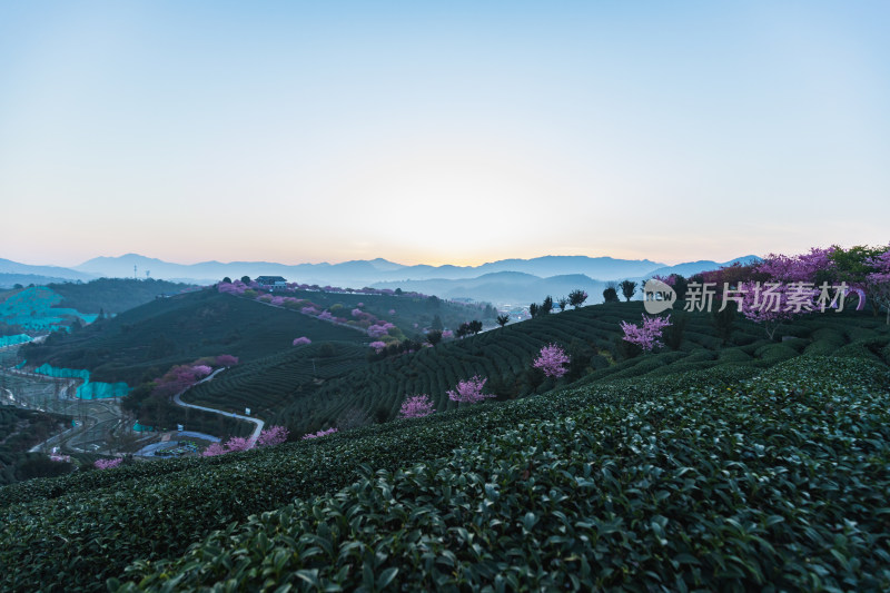 龙岩永福台品樱花茶园