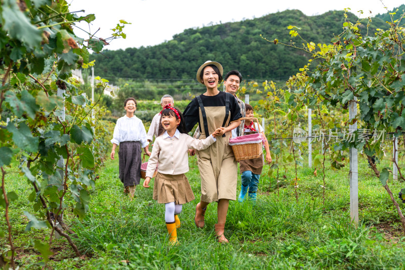 全家人在果园采摘葡萄