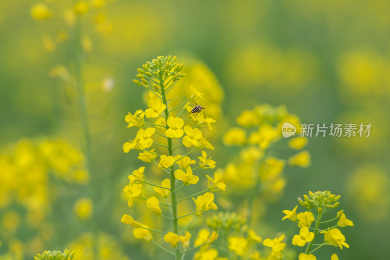 春天油菜花盛开