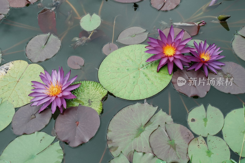 北京国家植物园睡莲