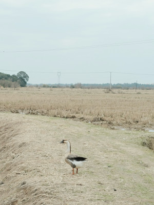 田野上的鹅