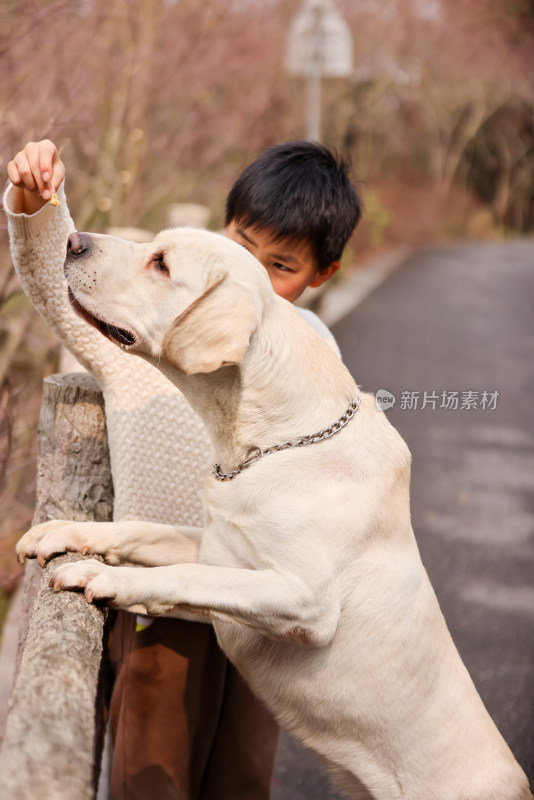 一个中国小男孩和他的宠物拉布拉多犬