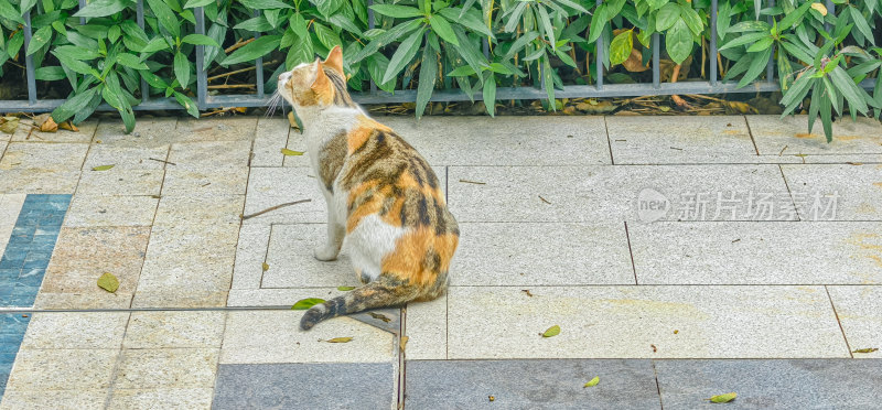 流浪三花猫