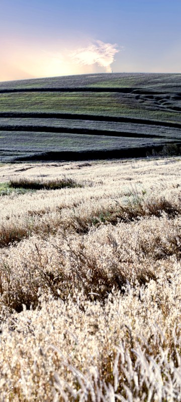 田野山坡上的孤树风景