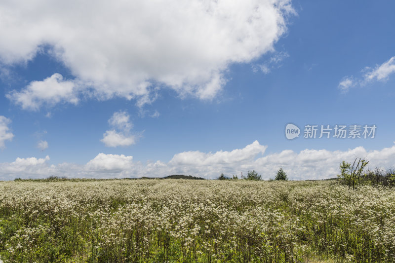 蓝天白云下的大片白色野花草地