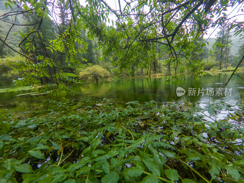 静谧的森林与湖景