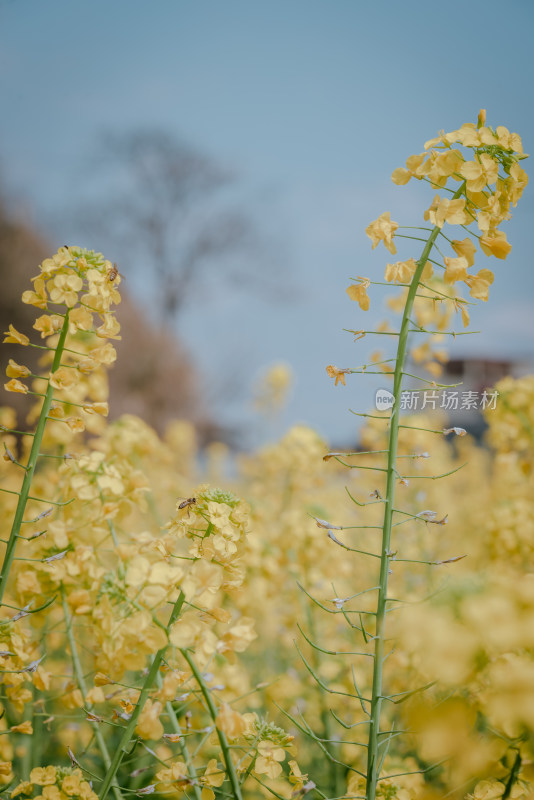 盛开的黄色油菜花特写