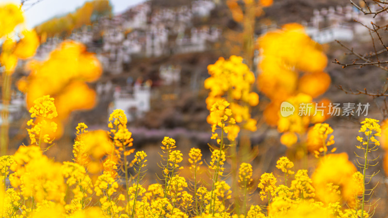 油菜花与藏式民居