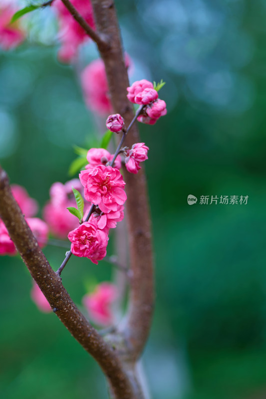 春天盛开的桃花