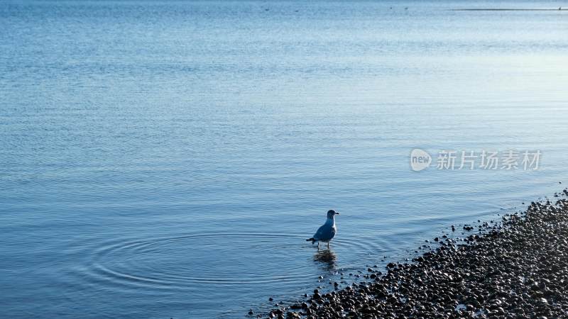 海边的海鸥