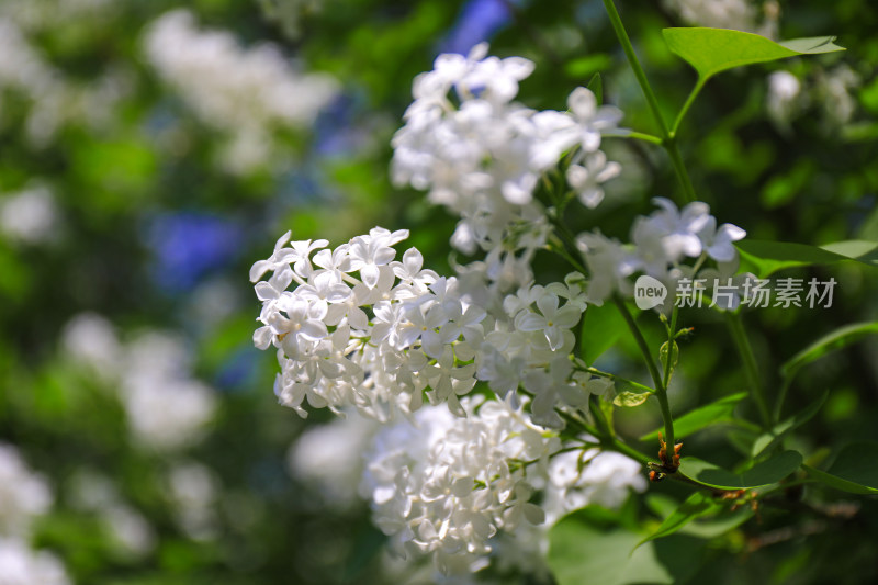 北京天坛公园丁香花