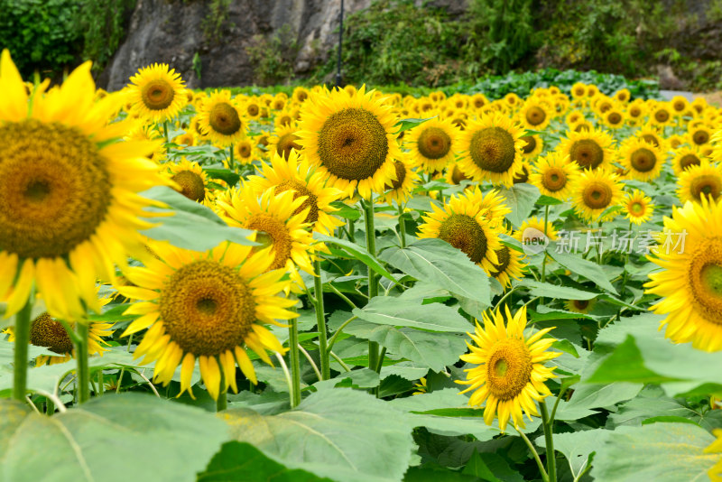 美丽田野田园太阳花葵花花朵向日葵