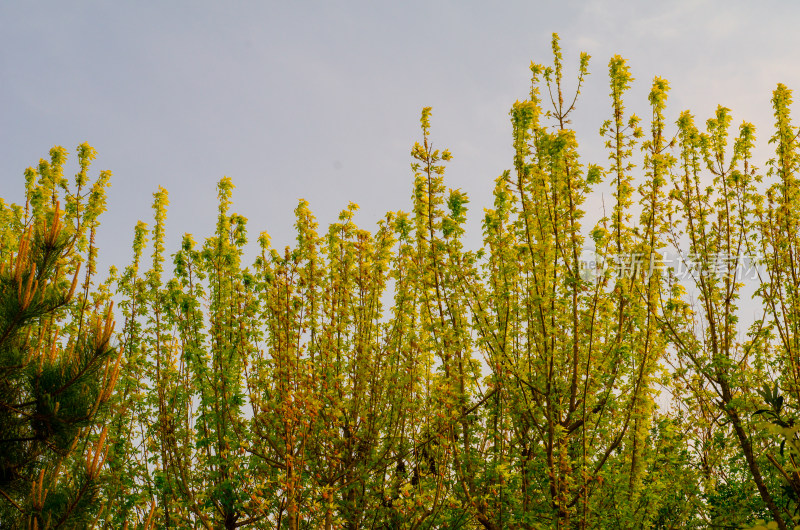 仰拍一丛迎春花