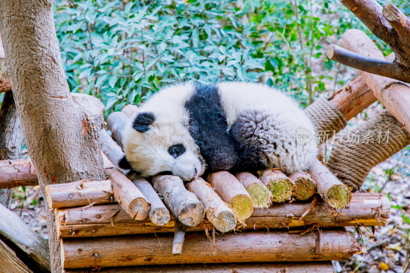 成都大熊猫繁育基地