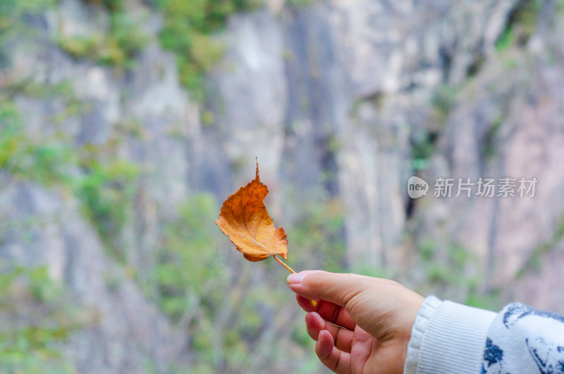 河南省洛阳白云山，手中一片秋叶特写