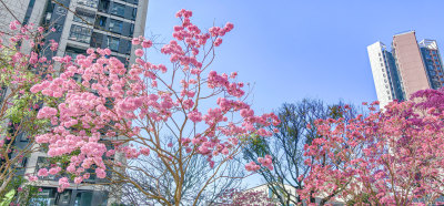 蓝天下盛开的紫花风铃木