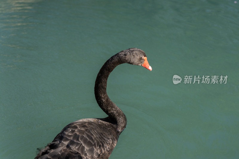 黑天鹅在湖水中特写