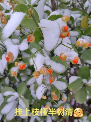 带雪的植物，红白相间果实绿叶相衬