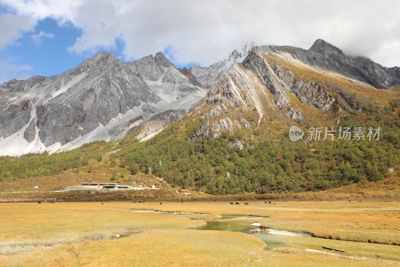 中国四川甘孜稻城亚丁洛绒牛场秋景