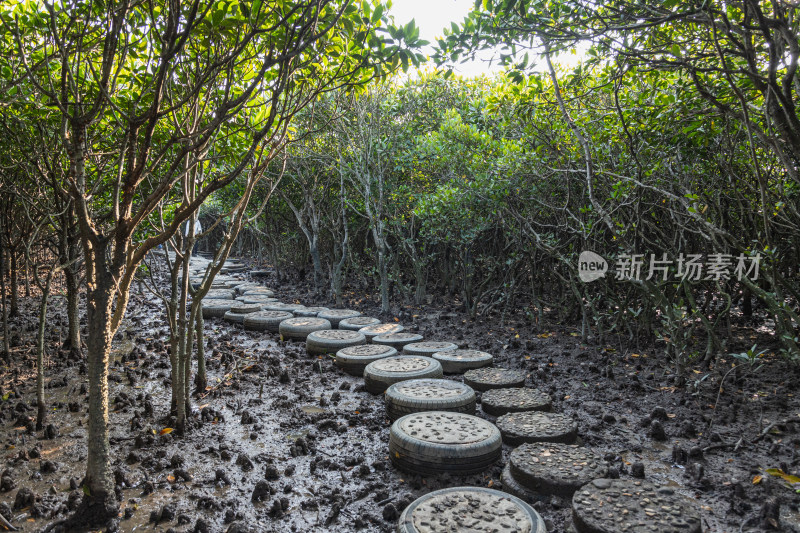 湛江高桥红树林保护区