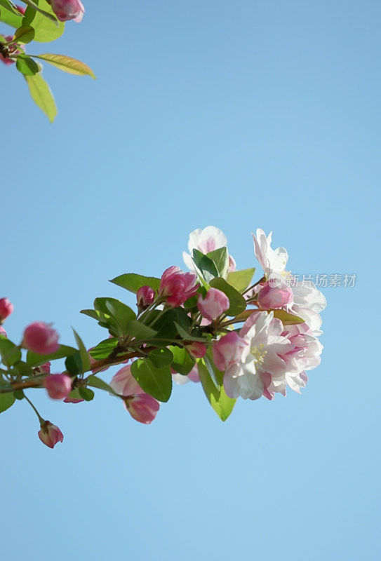 蓝天背景下盛开的粉色花朵