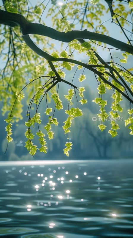 湖面垂柳柳枝水面倒影宁静唯美背景