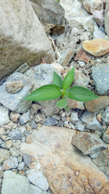 岩石间生长的绿色植物