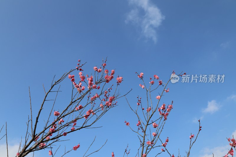 蓝天背景下盛开的粉色花朵