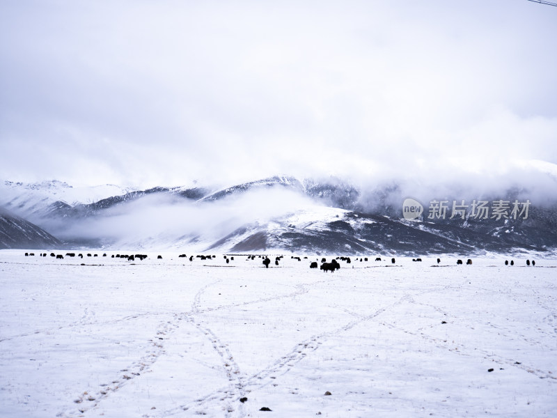 青海玉树雪后雪山牧场放牧