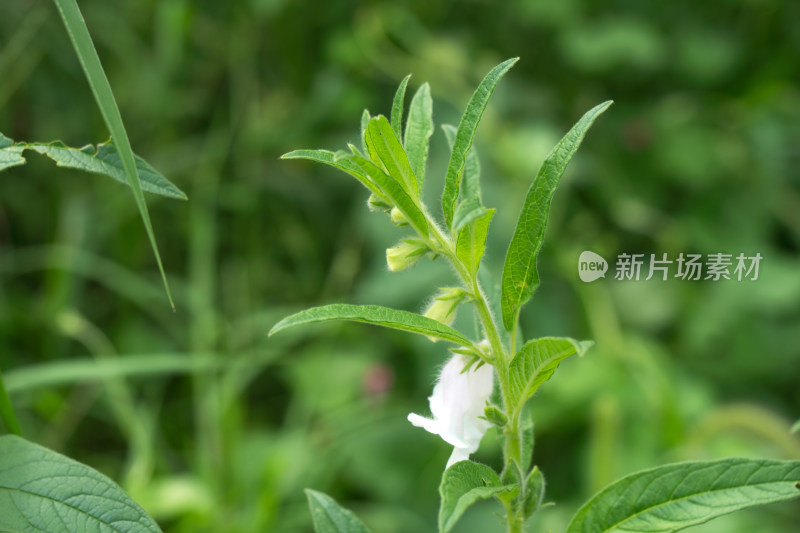 开花结果的芝麻