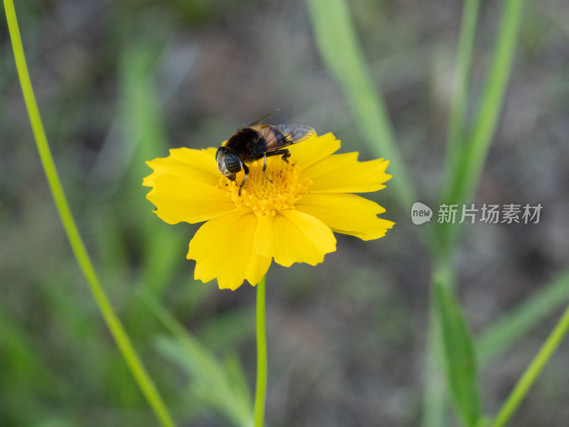 春天的金鸡菊开花特写