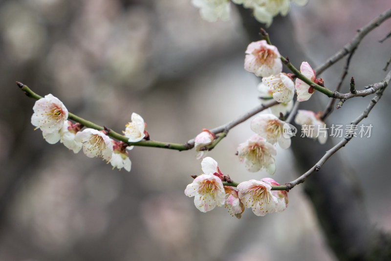 春天的梅花