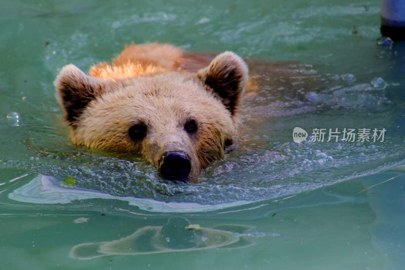 野生动物棕熊北极熊