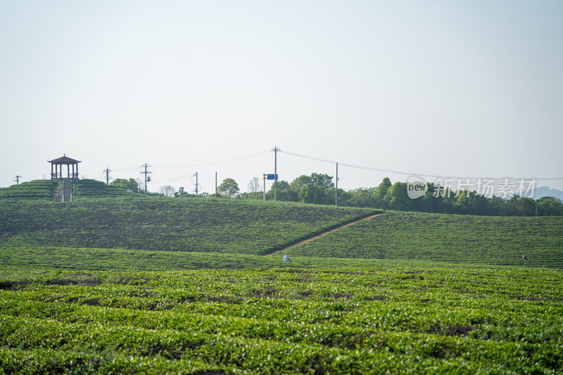 春天茶园采茶