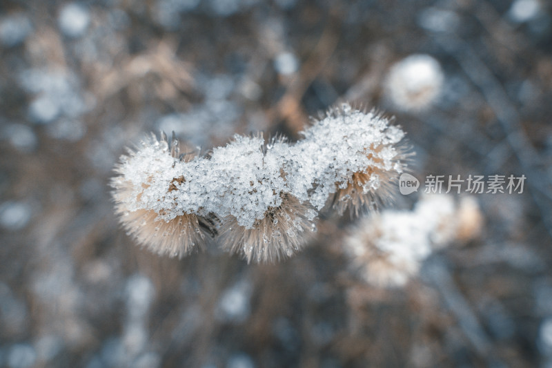 冬季雪景植物特写图片