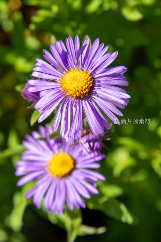 紫菀花朵特写，粉紫色菊花鲜花特写