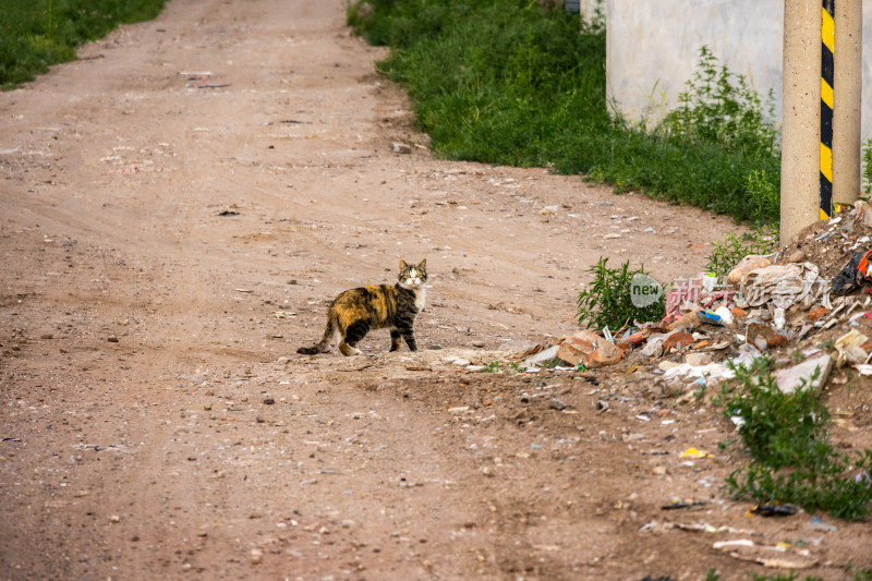 野外流浪野猫