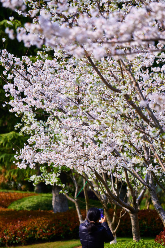 盛开的樱花