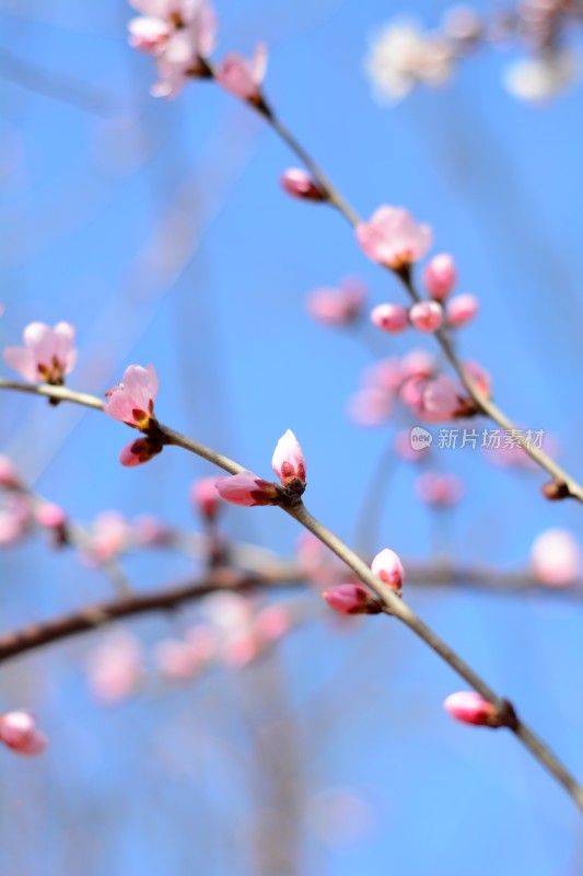 桃花花苞花蕊