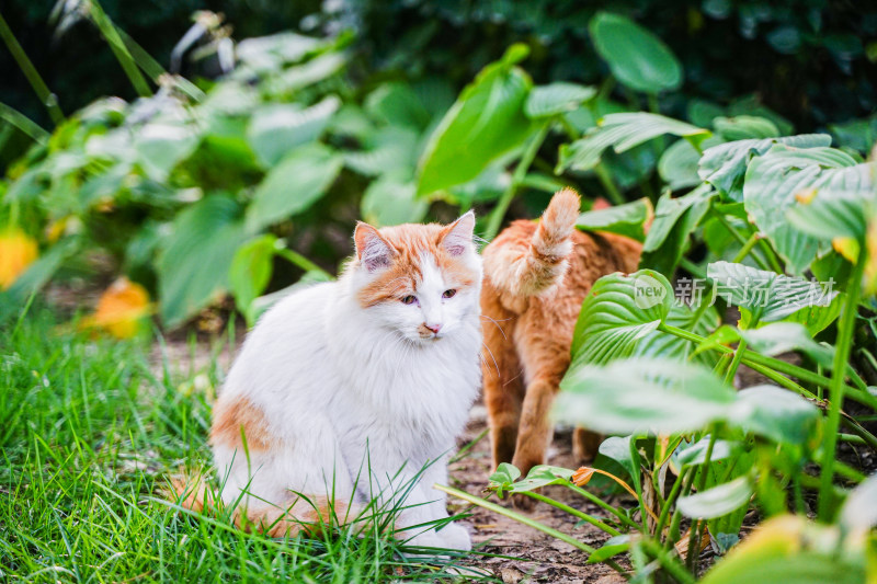 猫坐在草地上