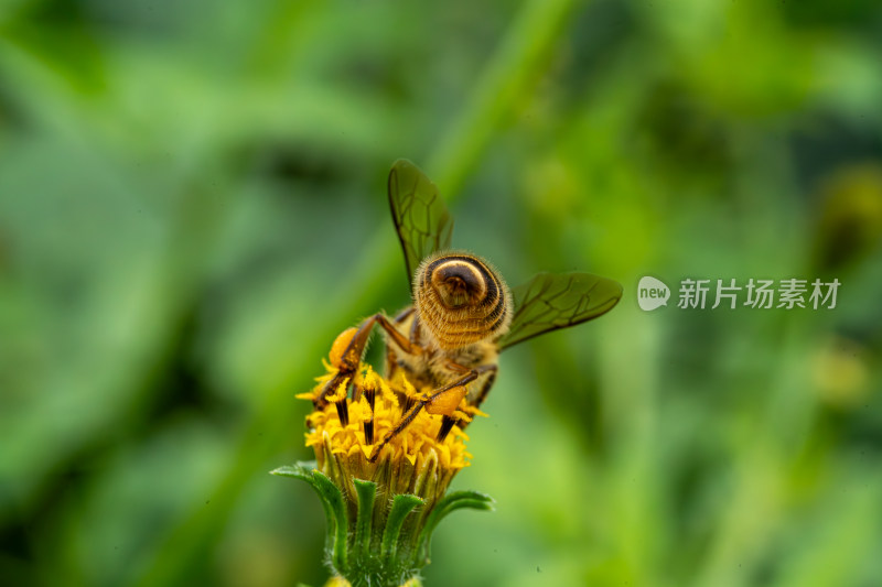 草丛中以花蜜为食的昆虫