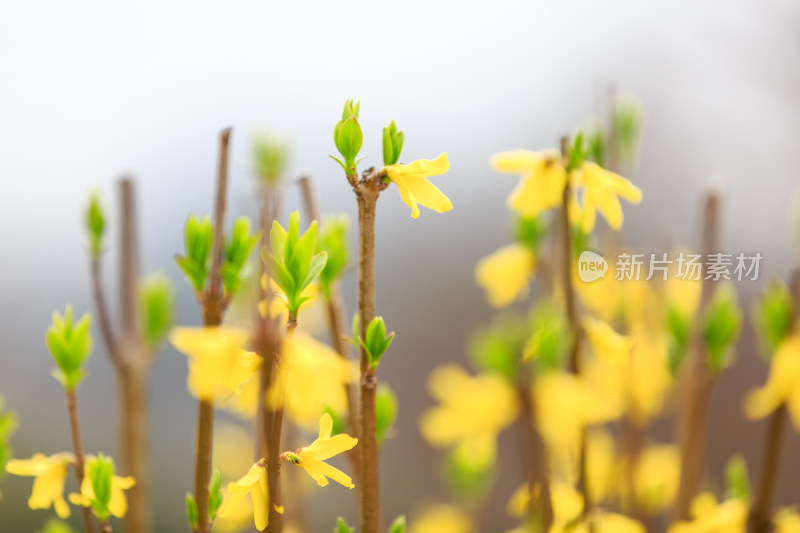 春天盛开的黄色鲜花