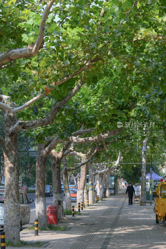 林荫下的城市街道人行道